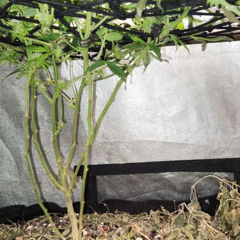 Purple Buddha #1 growlog timeline photo