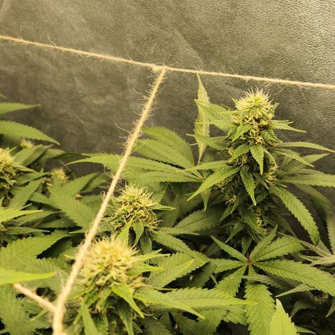 Purple Buddha #1 growlog timeline photo