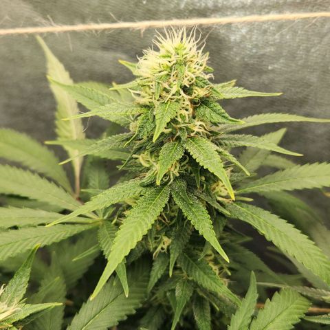 Purple Buddha #1 growlog timeline photo