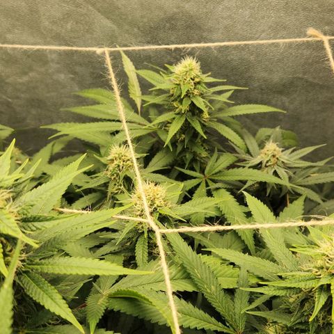 Purple Buddha #1 growlog timeline photo