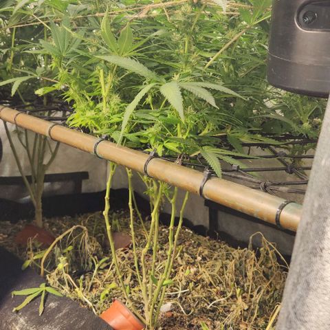 Purple Buddha #2 growlog timeline photo