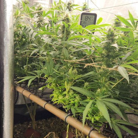 Purple Buddha #2 growlog timeline photo