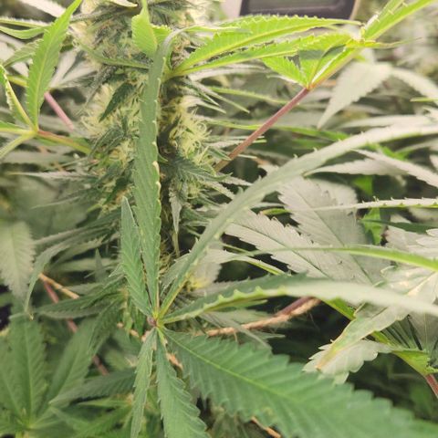 Purple Buddha #2 growlog timeline photo
