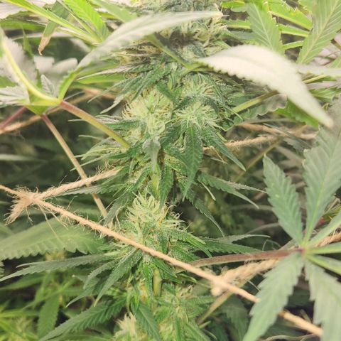 Purple Buddha #2 growlog timeline photo