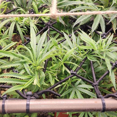 BLUE DREAM growlog timeline photo
