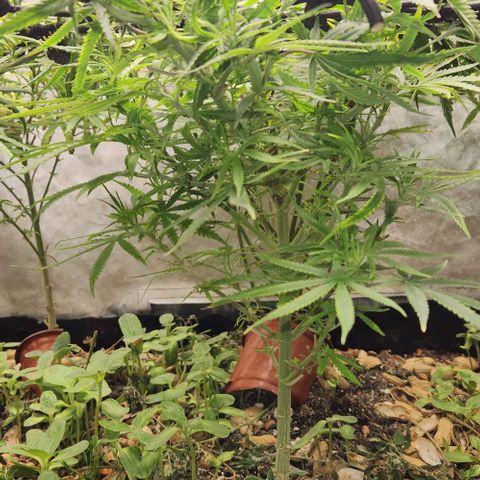 BLUE DREAM growlog timeline photo