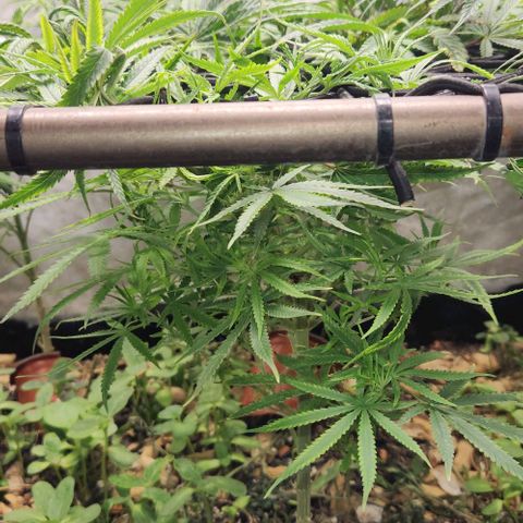 BLUE DREAM growlog timeline photo