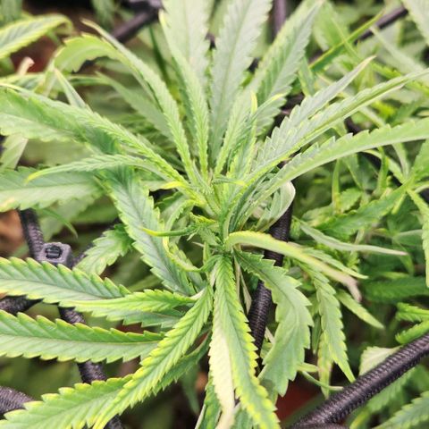 BLUE DREAM growlog timeline photo