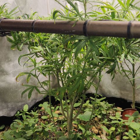 Pineapple Express growlog timeline photo