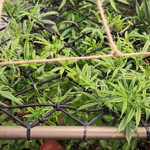 Pineapple Express growlog timeline photo