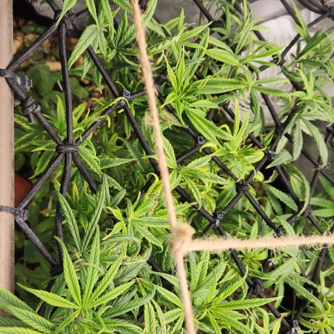 Pineapple Express growlog timeline photo