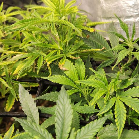 Platinum Girl Scout Cookies growlog timeline photo