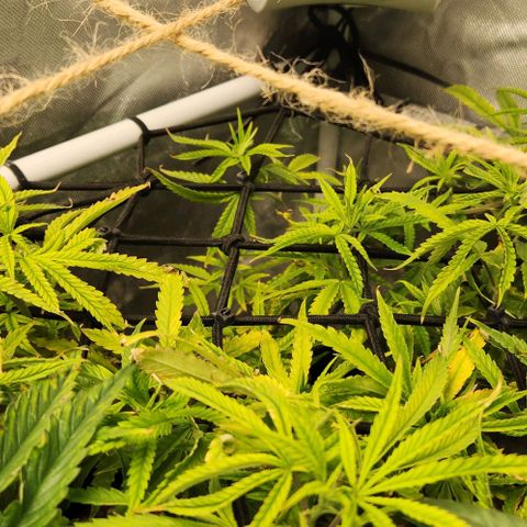 Platinum Girl Scout Cookies growlog timeline photo