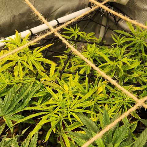 Platinum Girl Scout Cookies growlog timeline photo