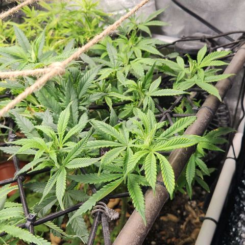 Strawberry Cough growlog timeline photo