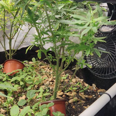 Strawberry Cough growlog timeline photo