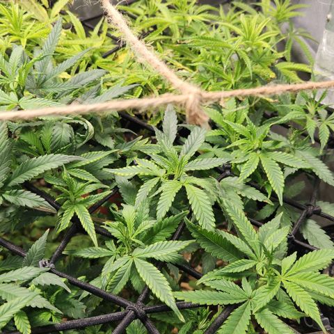 Strawberry Cough growlog timeline photo