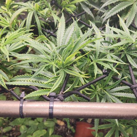 BLUE DREAM growlog timeline photo