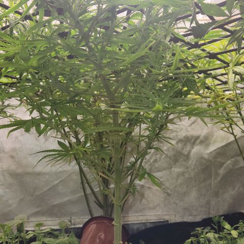 BLUE DREAM growlog timeline photo