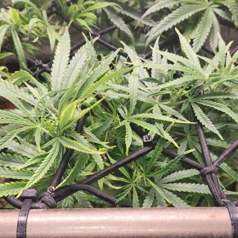 BLUE DREAM growlog timeline photo