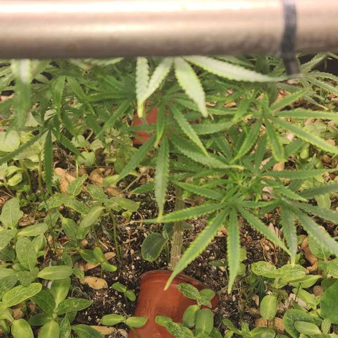 BLUE DREAM growlog timeline photo