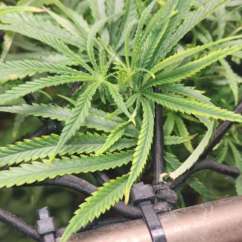 BLUE DREAM growlog timeline photo