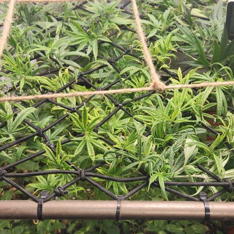 Pineapple Express growlog timeline photo