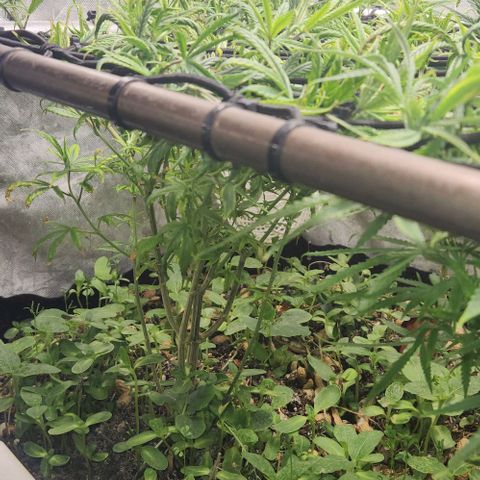 Pineapple Express growlog timeline photo
