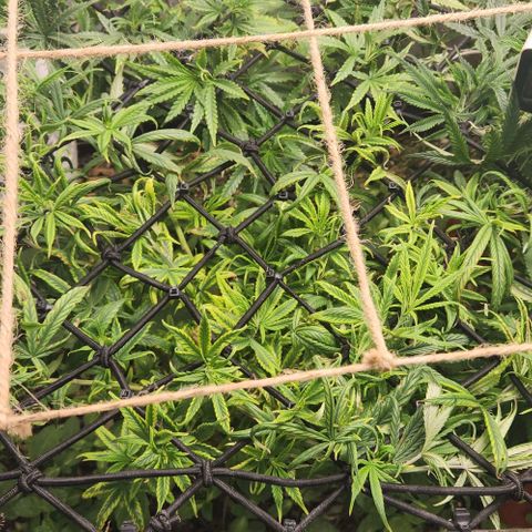 Pineapple Express growlog timeline photo