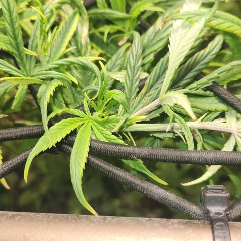 Pineapple Express growlog timeline photo