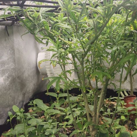Pineapple Express growlog timeline photo