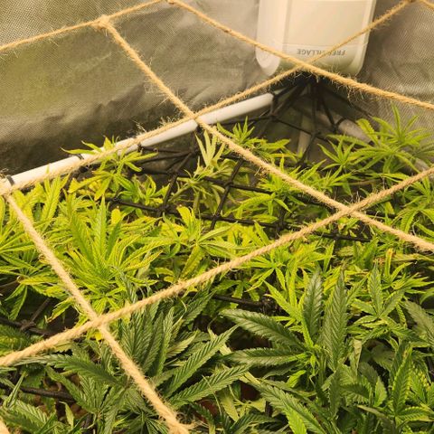 Platinum Girl Scout Cookies growlog timeline photo