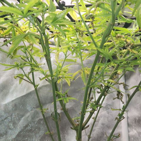 Platinum Girl Scout Cookies growlog timeline photo