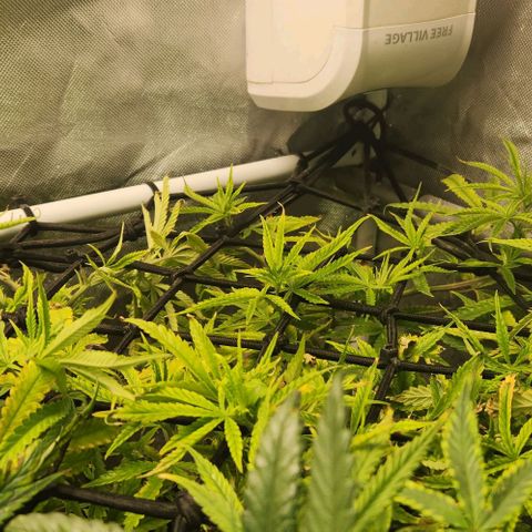 Platinum Girl Scout Cookies growlog timeline photo