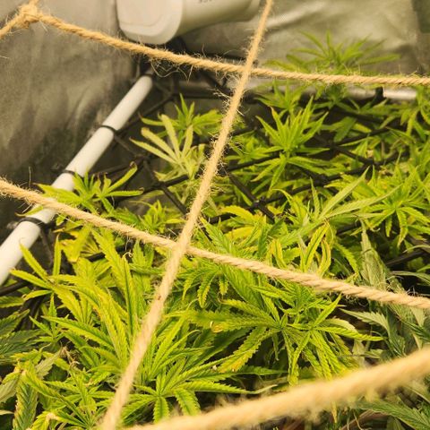 Platinum Girl Scout Cookies growlog timeline photo