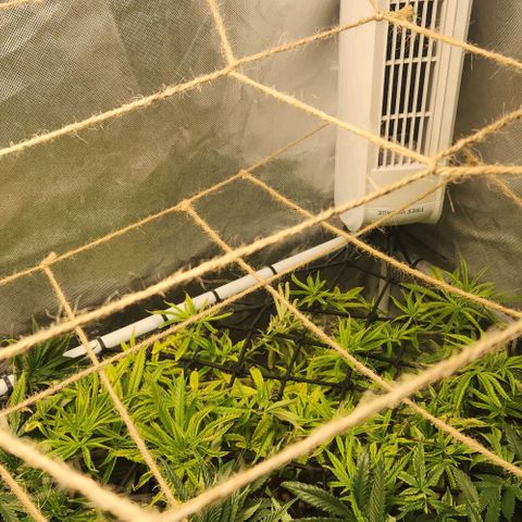 Platinum Girl Scout Cookies growlog timeline photo