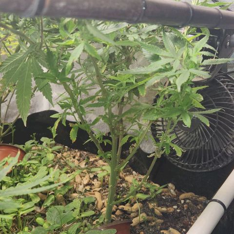 Strawberry Cough growlog timeline photo