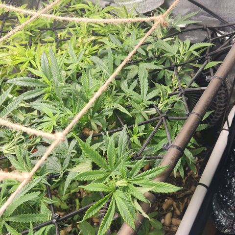 Strawberry Cough growlog timeline photo