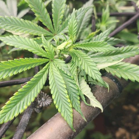 Strawberry Cough growlog timeline photo