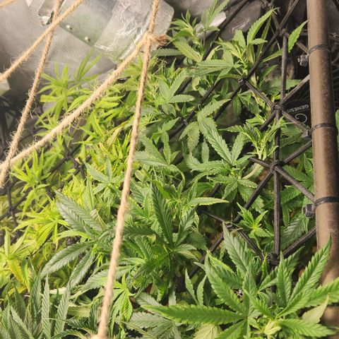 Strawberry Cough growlog timeline photo