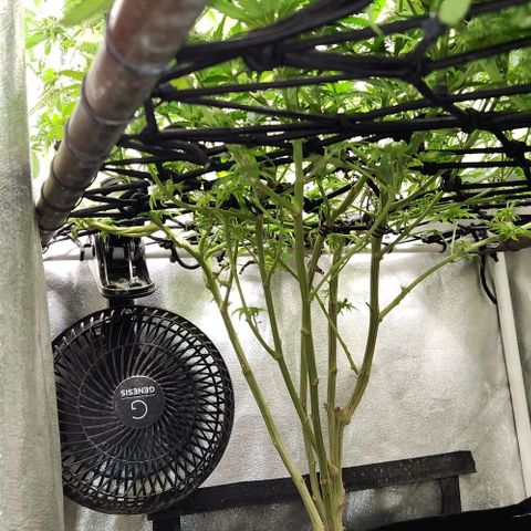 God Bud #1 growlog timeline photo