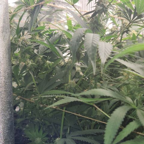 God Bud #1 growlog timeline photo