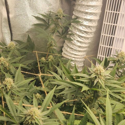 God Bud #1 growlog timeline photo