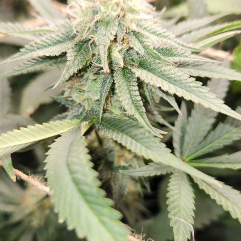 God Bud #1 growlog timeline photo