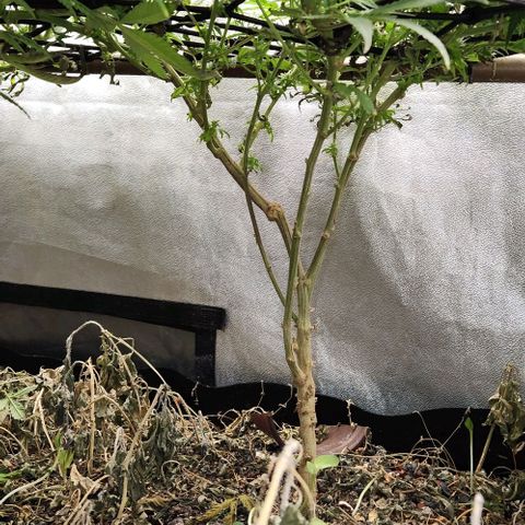 God Bud #2 growlog timeline photo