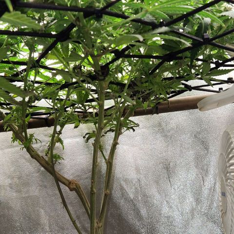 God Bud #2 growlog timeline photo