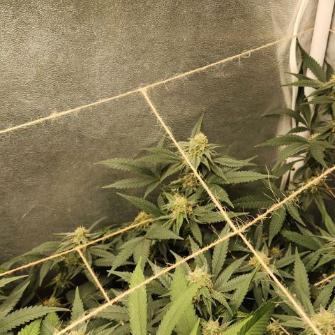 God Bud #2 growlog timeline photo