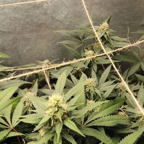 God Bud #2 growlog timeline photo