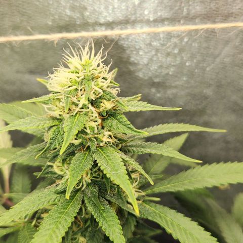 Purple Buddha #1 growlog timeline photo