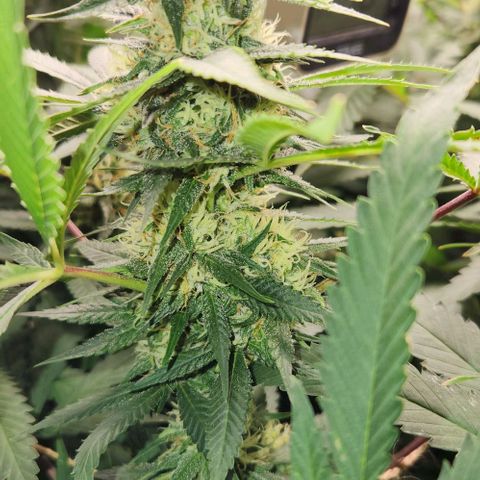 Purple Buddha #2 growlog timeline photo